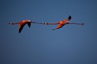 FLAMINGOES AT RIO LAGARTOS
